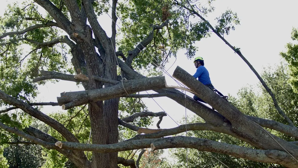 Professional Hazardous Tree Removal performed by certified arborists in Garber
